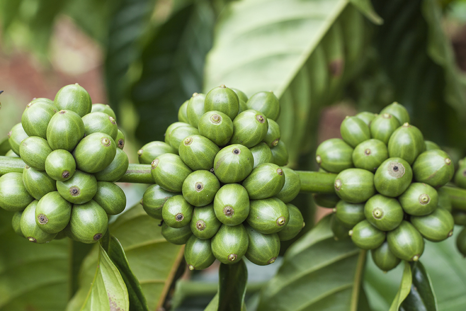 Gi&aacute; c&agrave; ph&ecirc; h&ocirc;m nay 28/9: Arabica c&ograve;n tăng nhẹ, thời tiết đang l&agrave; nh&acirc;n tố quyết định