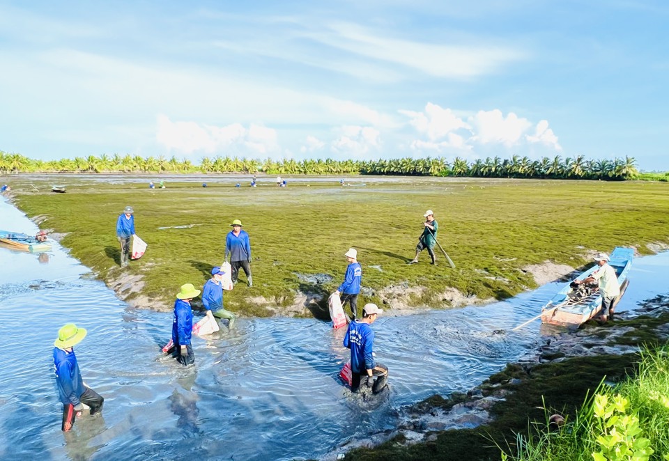 N&ocirc;ng d&acirc;n Hồng D&acirc;n thu hoạch t&ocirc;m để chuẩn bị xuống vụ l&uacute;a v&agrave;o th&aacute;ng 10/2022.