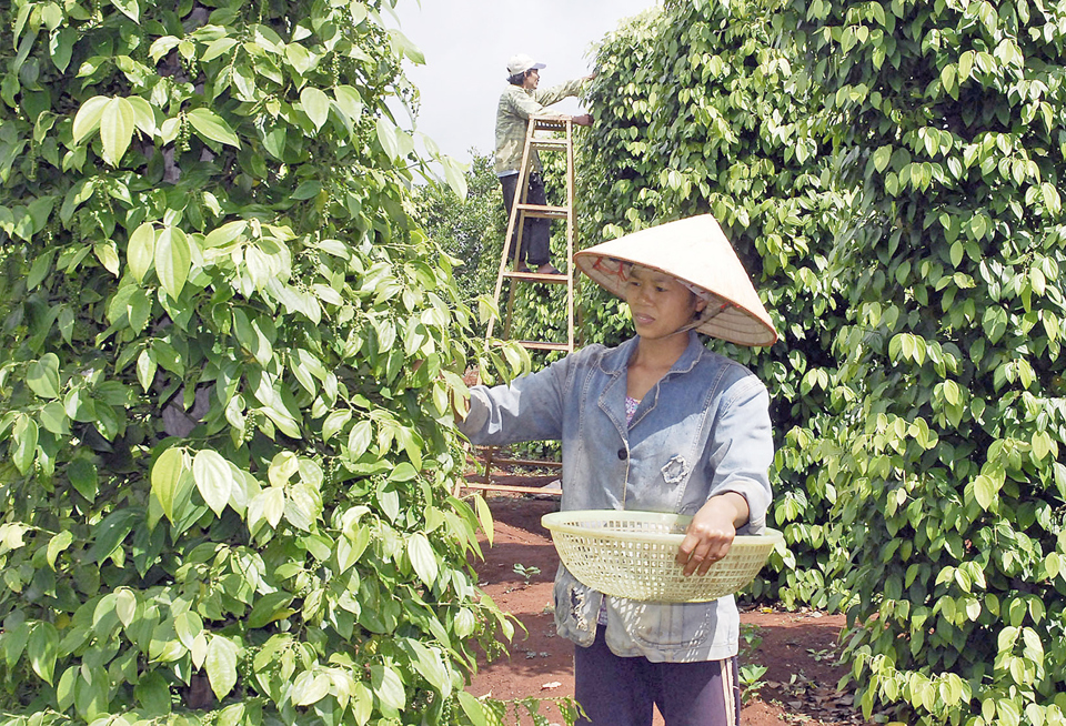 Gi&aacute; ti&ecirc;u h&ocirc;m nay 2/10: Rơi về gần mốc 60.000 đồng/kg, gi&aacute; ti&ecirc;u bao giờ hồi phục &nbsp;