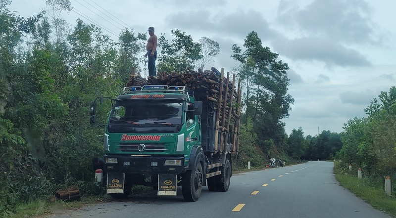 Phương tiện chở gỗ keo hoạt động tr&ecirc;n tuyến Tỉnh lộ 552, huyện Vũ Quang