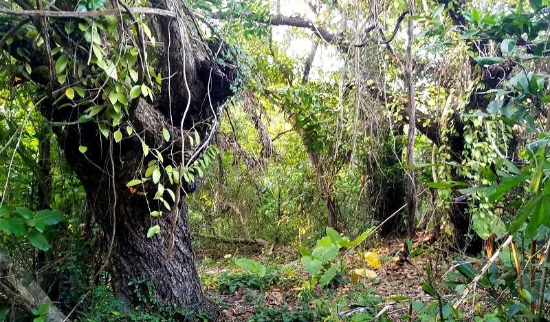 Hệ thực vật tr&ecirc;n đảo Cồn Cỏ vẫn c&ograve;n n&eacute;t hoang sơ v&agrave; được bảo vệ nghi&ecirc;m ngặt trong suốt thời gian qua.