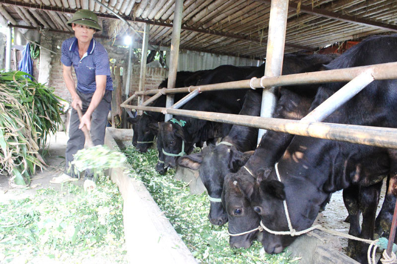 Chăn nu&ocirc;i b&ograve; thịt tại huyện Ba V&igrave;. Ảnh: &Aacute;nh Ngọc