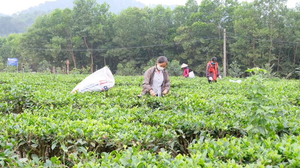 Nông dân thu hoạch chè tại xã Bắc Sơn (huyện Sóc Sơn, TP Hà Nội).
