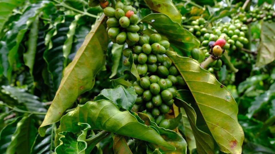 Gi&aacute; c&agrave; ph&ecirc; h&ocirc;m nay 19/10: Arabica thấp nhất một năm qua, đ&acirc;u l&agrave; nguy&ecirc;n nh&acirc;n?