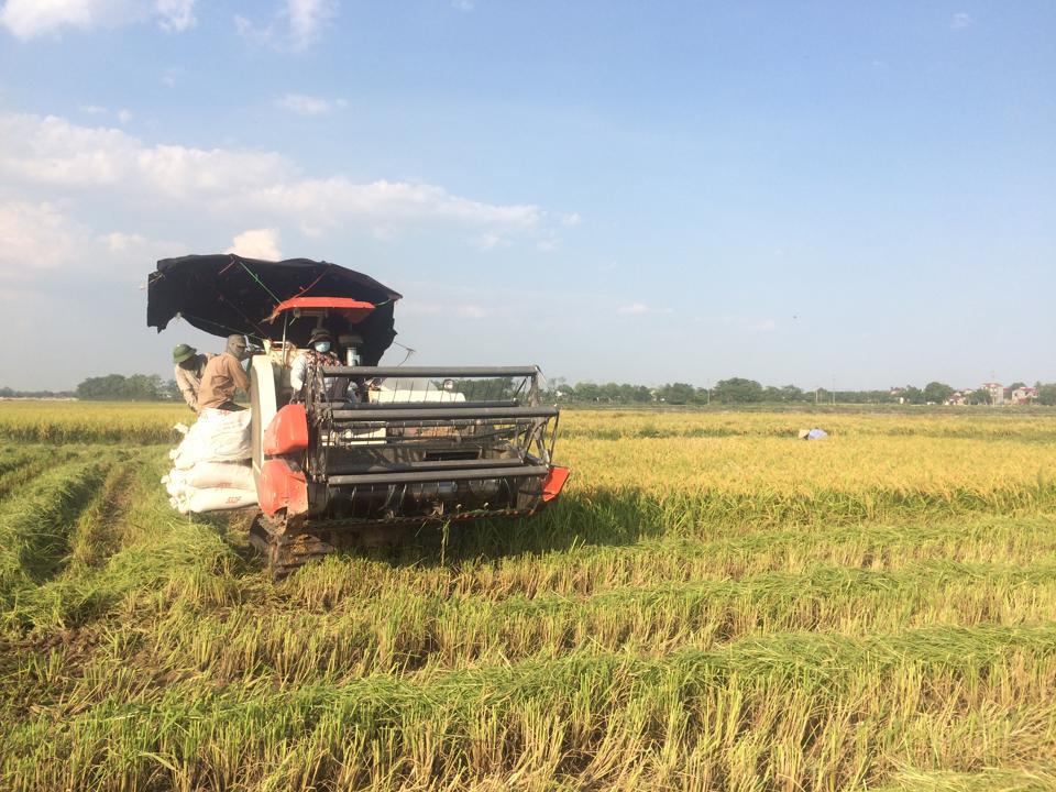 Thu hoạch lúa bằng máy gặt đập liên hoàn tại huyện Phú Xuyên, Hà Nội. Ảnh: Ánh Ngọc
