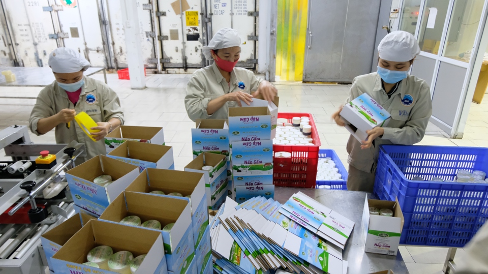 Các sản phẩm từ sữa của huyện Ba Vì được chế biến, đóng gói, đưa về nội thành phục vụ người tiêu dùng Thủ đô. Ảnh: Trọng Tùng