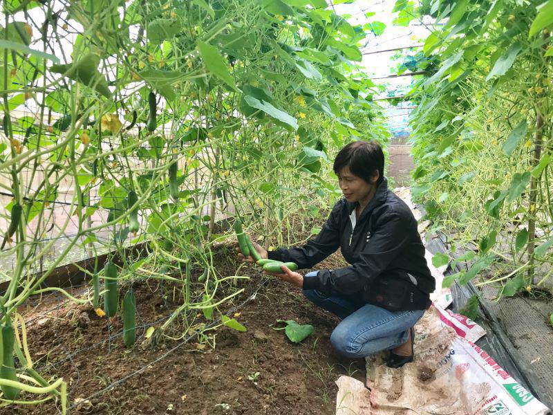 Mô hình trồng rau ứng dụng công nghệ cao của HTX sản xuất rau hữu cơ Cuối Quý (huyện Đan Phượng) cho thu nhập hàng tỷ đồng mỗi năm.