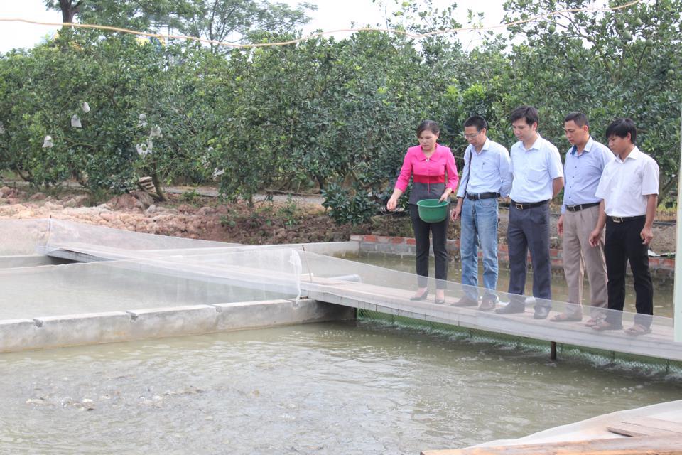 Mô hình nuôi ''cá sông trong ao'' tại huyện Quốc Oai cho hiệu quả kinh tế cao.