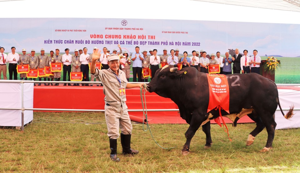 “Nam vương”bò của phần thi cá thể bò vỗ béo (giải Đặc biệt) tại hội thi. Ảnh: Ánh Ngọc