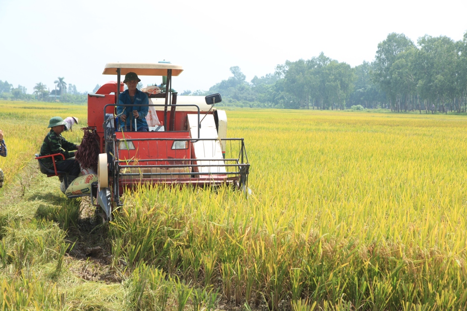Cơ giới hóa trong thu hoạch lúa tại xã Kim Chung, huyện Đông Anh. Ảnh: Phạm Hùng