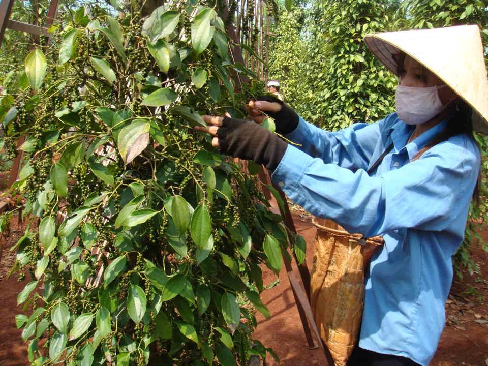 Gi&aacute; ti&ecirc;u h&ocirc;m nay 4/11: Gi&aacute; hồ ti&ecirc;u xuất khẩu được ni&ecirc;m yết tăng