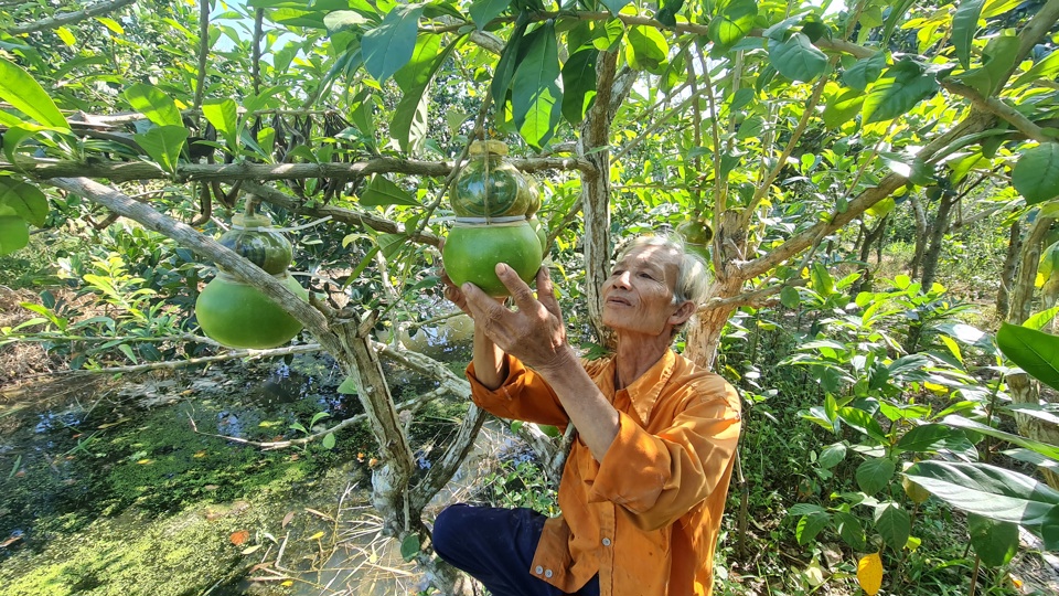 &Ocirc;ng V&otilde; Hồng Quốc chăm s&oacute;c những quả đ&agrave;o ti&ecirc;n được in chữ t&agrave;i, lộc. Ảnh Chinh Ca