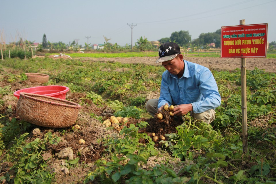 Thu hoạch khoai tây tại huyện Phúc Thọ. Ảnh: Phạm Hùng