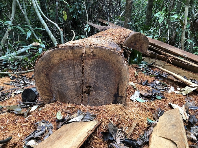Một vụ ph&aacute; rừng ở huyện Sơn T&acirc;y trong năm 2021.