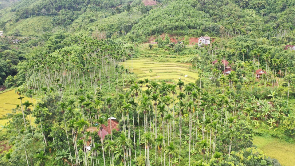 Sơn T&acirc;y l&agrave; nơi c&oacute; diện t&iacute;ch trồng cau lớn nhất Quảng Ng&atilde;i.