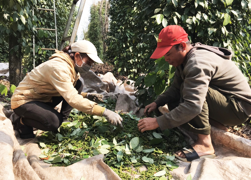 Gi&aacute; ti&ecirc;u h&ocirc;m nay 14/11: Gi&aacute; ti&ecirc;u Ấn Độ v&agrave; Việt Nam tăng nhờ tỷ gi&aacute;