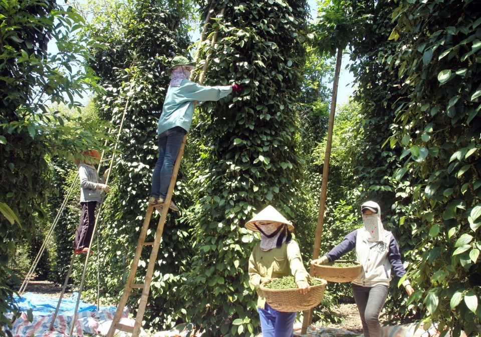 Gi&aacute; ti&ecirc;u h&ocirc;m nay 17/11: Gi&aacute; ti&ecirc;u xuất khẩu tăng khi đồng USD hạ nhiệt &nbsp;