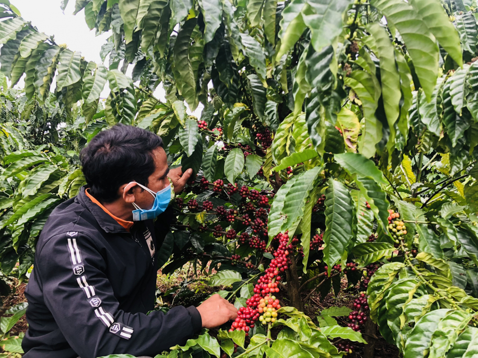 Gi&aacute; c&agrave; ph&ecirc; h&ocirc;m nay 18/11: Robusta hồi phục sau khi chạm đ&aacute;y, tăng 300 đồng/kg