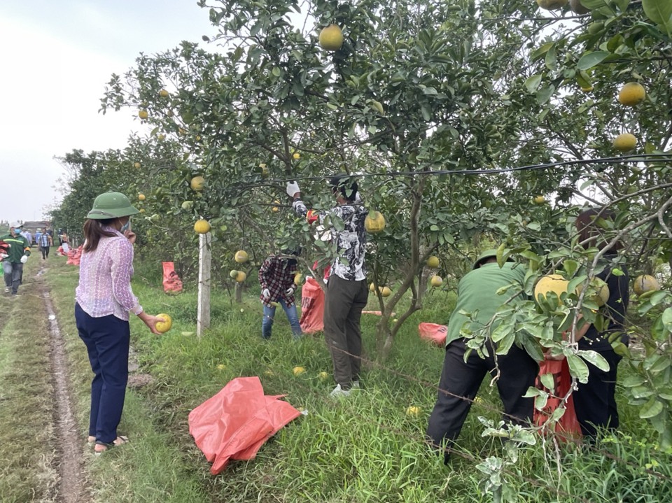 &nbsp;UBND huyện Ph&uacute; Xuy&ecirc;n hỗ trợ b&agrave; Thu thu dọn bưởi tr&ecirc;n 4,3ha đất&nbsp;thuộc c&aacute;nh đồng Tr&ograve;n s&aacute;ng 22/11