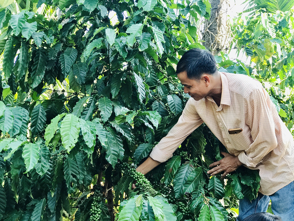 Gi&aacute; c&agrave; ph&ecirc; h&ocirc;m nay 24/11: Arabica k&eacute;o Robusta c&ugrave;ng giảm bất chấp USD đang yếu