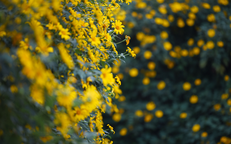 Vườn hoa d&atilde; quỳ ở phường Xu&acirc;n Đỉnh, quận Bắc Từ Li&ecirc;m đang v&agrave;o độ nở rộ.
