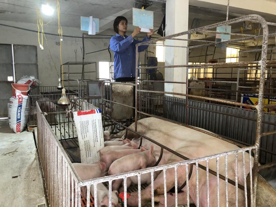 Chăn nu&ocirc;i lợn tại x&atilde; T&acirc;n Ước, huyện Thanh Oai (H&agrave; Nội). Ảnh: Phương Nga