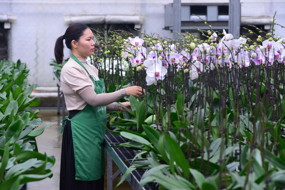Nông dân huyện Mê Linh chăm sóc hoa lan phục vụ dịp Tết 2023. Ảnh: Phạm Hùng