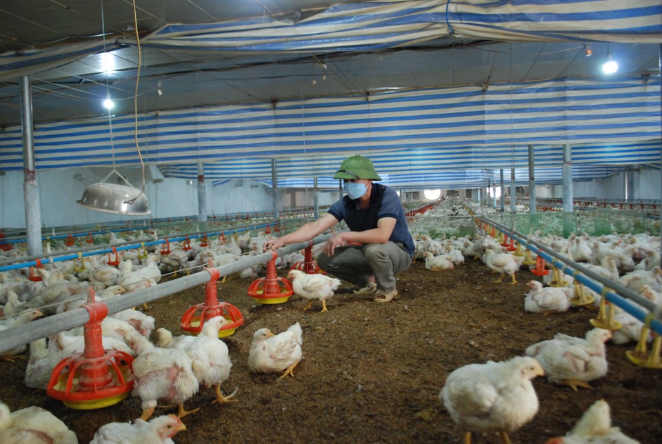 Một cơ sở chăn nuôi gà sinh học ở huyện Ba Vì. Ảnh: Song Thao