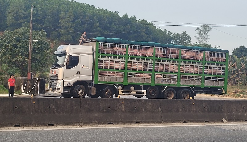 Dịp cuối năm phương tiện vận chuyển gia s&uacute;c, gia cầm qua địa b&agrave;n tỉnh H&agrave; Tĩnh bắt đầu tăng mạnh.