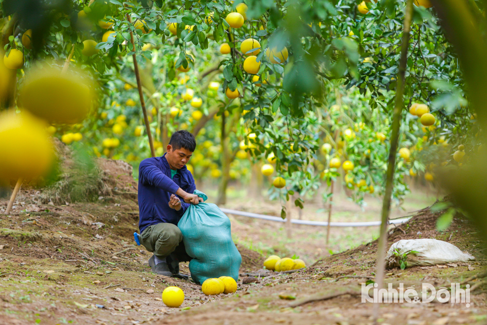 Gia đ&igrave;nh anh Nguyễn Gia Dũng (chủ vườn Dũng Thu) chia sẻ: &ldquo; Nh&agrave; t&ocirc;i c&oacute; khoảng 2000 gốc bưởi tr&ecirc;n dưới 20 năm tuổi. Một c&acirc;y c&oacute; thể cho thu hoạch được từ 100 - 300 quả. T&ocirc;i cung cấp hai loại bưởi ra thị trường. Loại thứ nhất quả ngon được b&aacute;n với gi&aacute; 35.000 - 40.000 đồng/quả, c&ograve;n loại chất lượng thấp gi&aacute; dao động từ 20.000 - 25.000 đồng/quả. Hiện, vườn đ&atilde; b&aacute;n hơn 1 vạn quả, số c&ograve;n lại phần nhiều đ&atilde; c&oacute; người đặt cho dịp Tết Nguy&ecirc;n đ&aacute;n 2023&rdquo;.