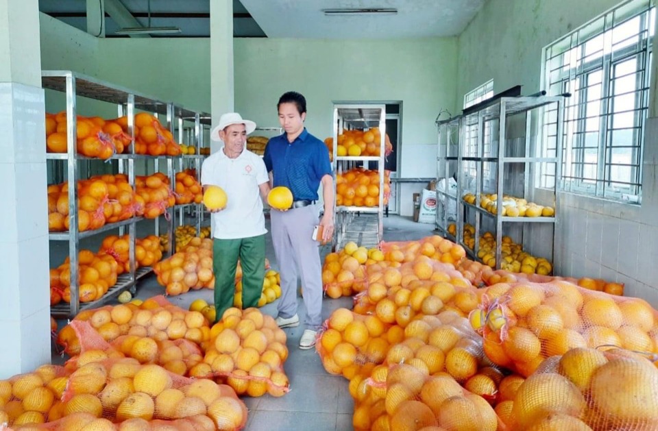 N&ocirc;ng d&acirc;n huyện Chương Mỹ kết nối với doanh nghiệp ti&ecirc;u thụ sản phẩm bưởi. Ảnh: Ngọc &Aacute;nh&nbsp;