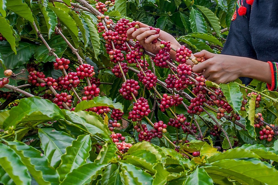 Gi&aacute; c&agrave; ph&ecirc; h&ocirc;m nay 25/12: Arabica tăng tốt, thị trường nhiều t&iacute;n hiệu lạc quan