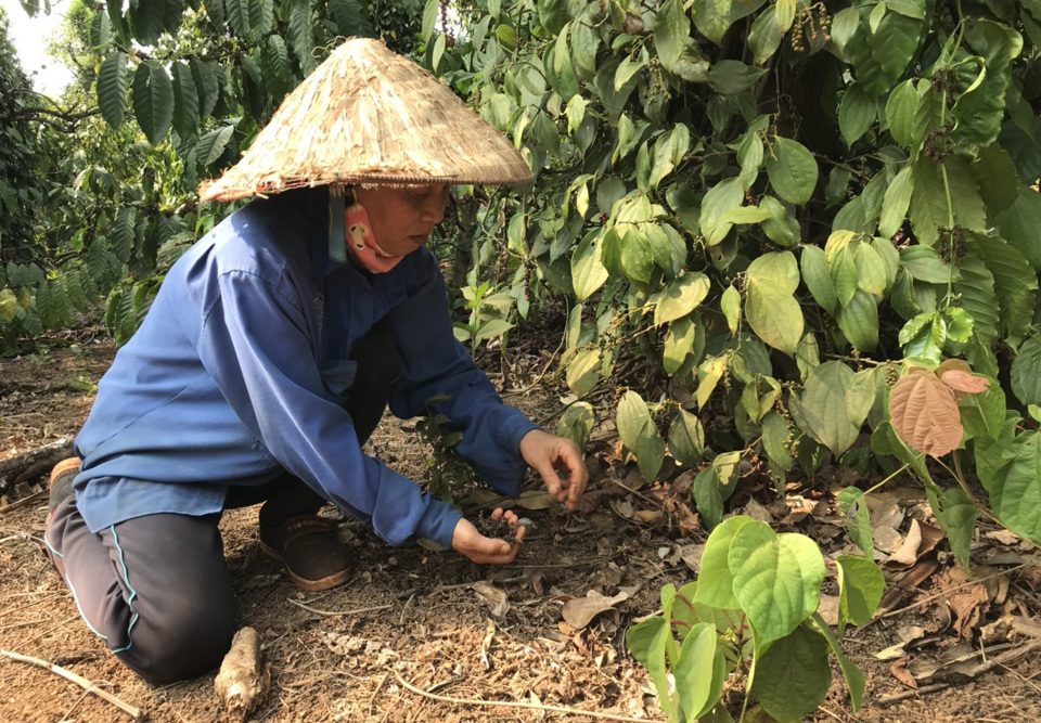 Gi&aacute; ti&ecirc;u h&ocirc;m nay 31/12: Giải m&atilde; nguy&ecirc;n nh&acirc;n gi&aacute; ti&ecirc;u cuối năm tăng &nbsp;