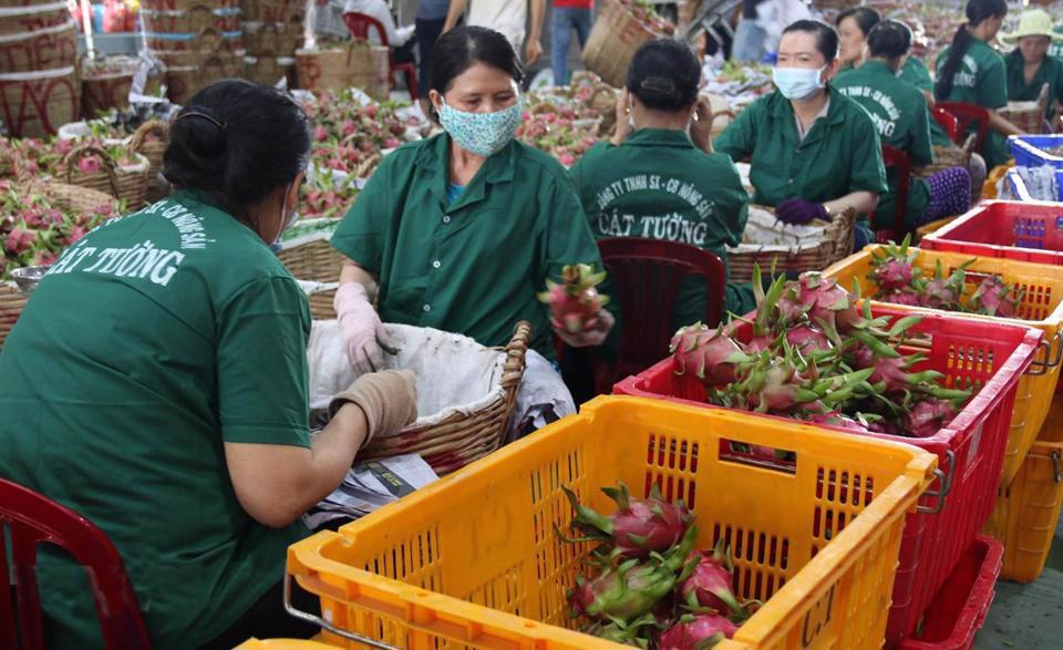 Sơ chế, đ&oacute;ng g&oacute;i thanh long xuất khẩu ở C&ocirc;ng ty TNHH Chế biến n&ocirc;ng sản thực phẩm C&aacute;t Tường, Tiền Giang. Ảnh: Minh Tr&iacute;