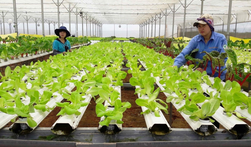 Mô hình sản xuất nông nghiệp ứng dụng công nghệ cao tại Hà Nội. Ảnh: Khắc Nam