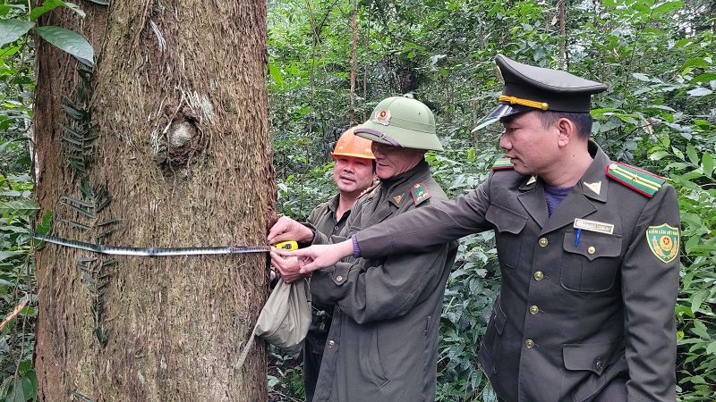 Rừng gỗ lim qu&yacute; hiếm tại khoảnh 4 tiểu khu 51 ở x&atilde; bi&ecirc;n giới Sơn Kim 1, huyện Hương Sơn được bảo vệ nghi&ecirc;m ngặt.