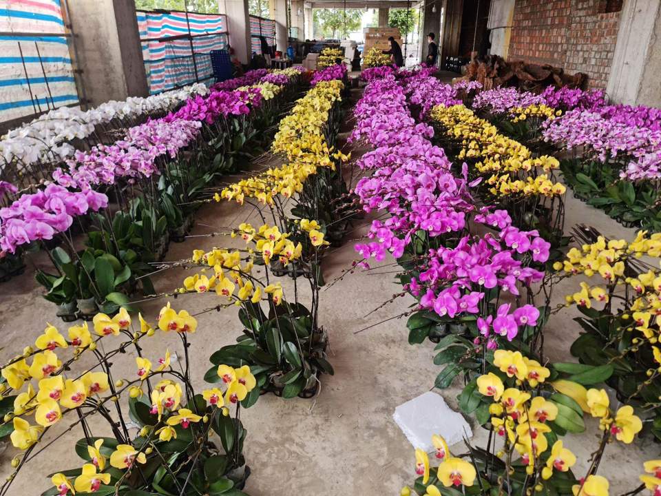 Theo chủ một số gian h&agrave;ng hoa lan lớn tại TP Vinh, gi&aacute; lan năm nay tăng nhẹ hơn so với năm ngo&aacute;i.