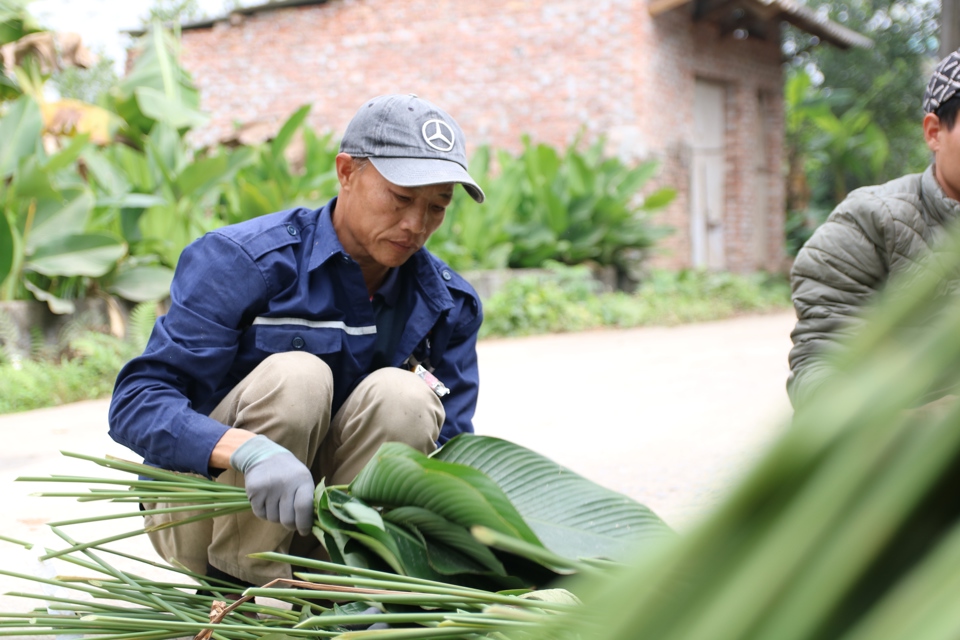 Làng trồng lá dong hối hả vào vụ Tết - Ảnh 5