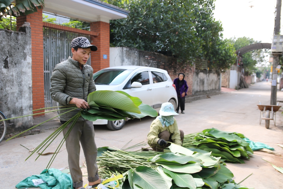 Làng trồng lá dong hối hả vào vụ Tết - Ảnh 1