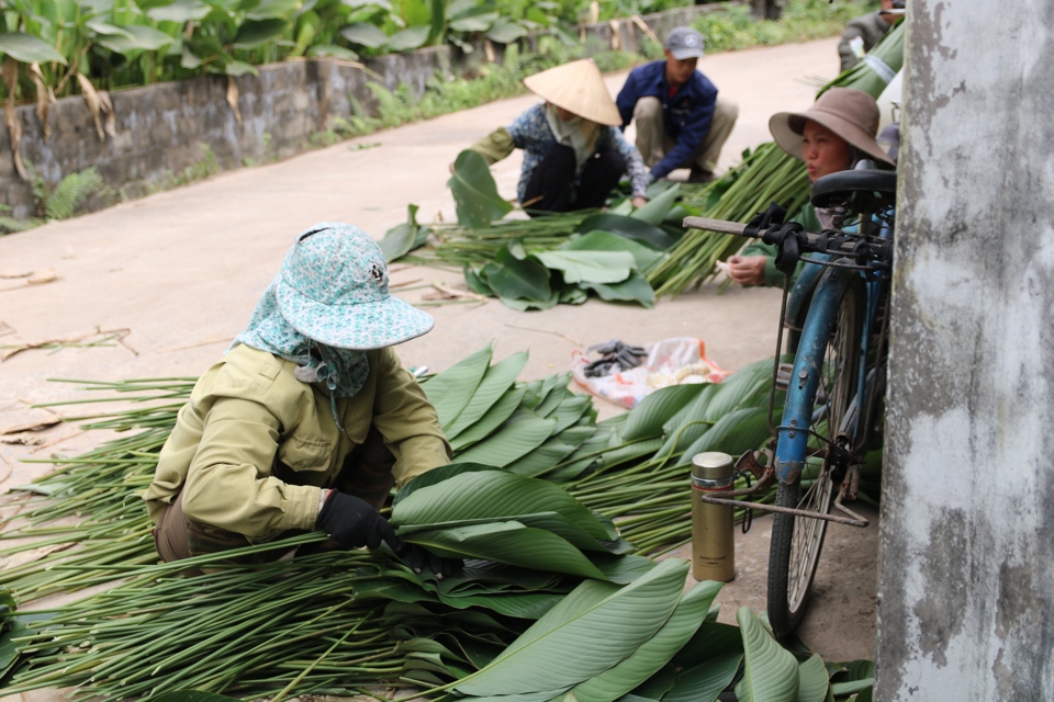 Làng trồng lá dong hối hả vào vụ Tết - Ảnh 3