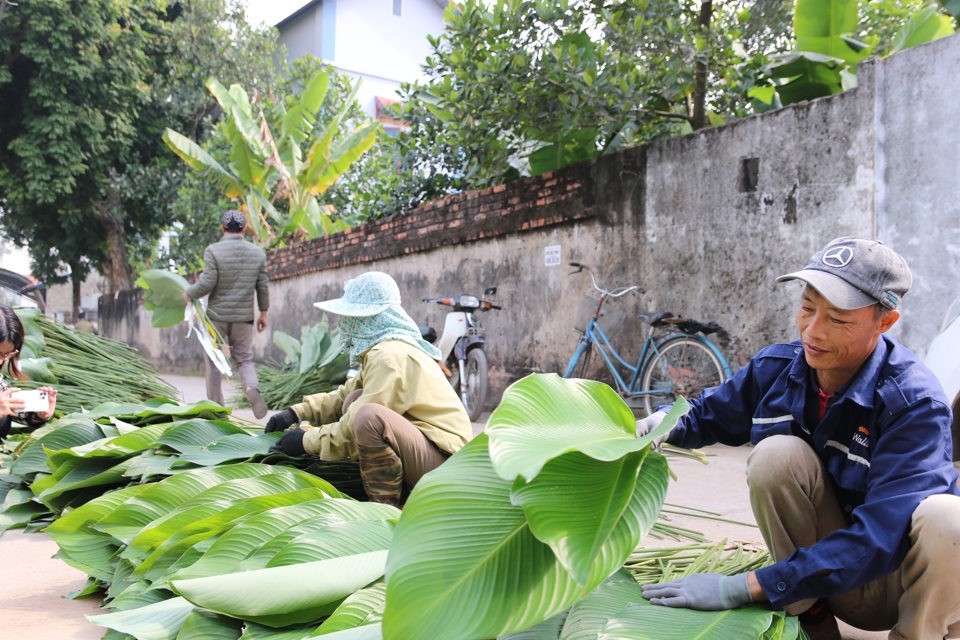 Dọc đường l&agrave;ng những ng&agrave;y n&agrave;y, dễ d&agrave;ng để bắt gặp h&igrave;nh ảnh người d&acirc;n ph&acirc;n loại v&agrave; thương l&aacute;i đến tận nơi thu mua l&aacute;.