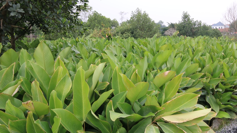 L&agrave;ng Tr&agrave;ng C&aacute;t c&oacute; tổng diện t&iacute;ch trồng l&aacute; dong khoảng hơn 20ha, chủ yếu l&agrave; đất vườn, đất ở của người d&acirc;n. Gi&aacute;p Tết Nguy&ecirc;n đ&aacute;n được xem l&agrave; vựa thu hoạch l&aacute; dong lớn nhất trong năm của người d&acirc;n Tr&agrave;ng C&aacute;t.