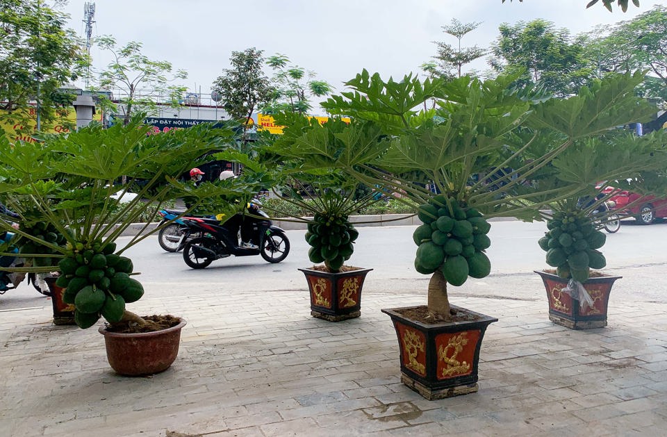 B&ecirc;n cạnh c&aacute;c loại c&acirc;y cảnh truyền thống, năm nay, c&aacute;c chậu đu đủ bonsai được vận chuyển từ Hưng Y&ecirc;n v&agrave; Ph&uacute; Thọ b&agrave;y b&aacute;n nhiều với gi&aacute; "khủng" từ v&agrave;i triệu cho tới v&agrave;i chục triệu t&ugrave;y thuộc v&agrave;o d&aacute;ng v&agrave; thế đứng.