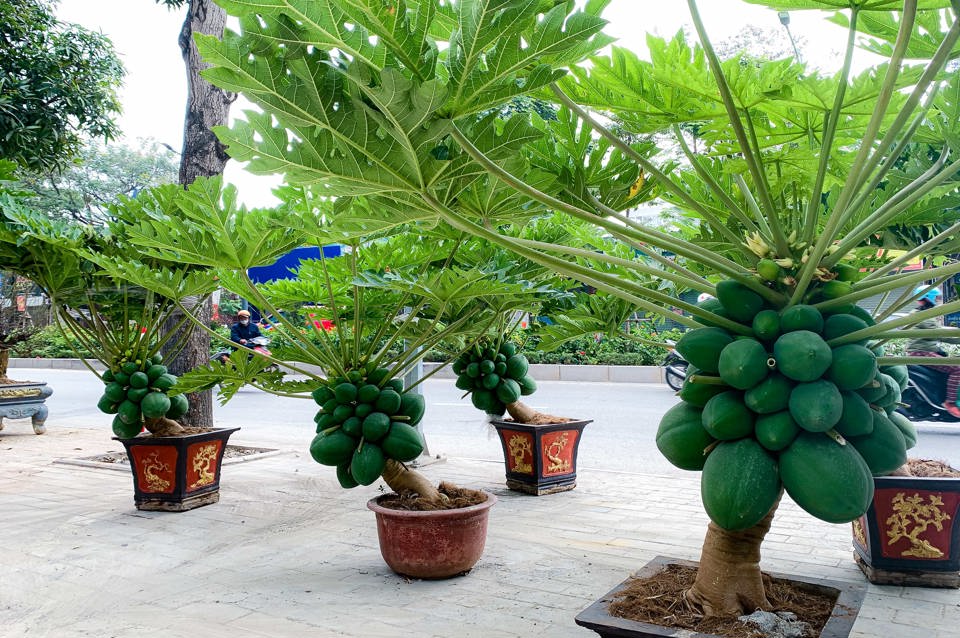 Theo &ocirc;ng Quyển, chủ một sạp b&aacute;n đu đủ bonsai chia sẻ: &ldquo;Trước giờ, d&acirc;n m&igrave;nh quan niệm tr&aacute;i đu đủ thể hiện cuộc sống đầy đủ, thịnh vượng v&agrave; kh&ocirc;ng thừa cũng chẳng thiếu. Do vậy, nhiều người đ&atilde; mua loại c&acirc;y n&agrave;y về chưng trong nh&agrave; hoặc l&agrave;m qu&agrave; biếu Tết thay thế đ&agrave;o, mai, quất... Với việc sinh trưởng tốt, n&ocirc;ng d&acirc;n cần trồng bằng loại đất chưa qua gieo trồng hoặc đất ải. Đ&oacute; l&agrave; kh&acirc;u quan trọng quyết định đến tỉ lệ sống v&agrave; năng suất tr&aacute;i của c&acirc;y".