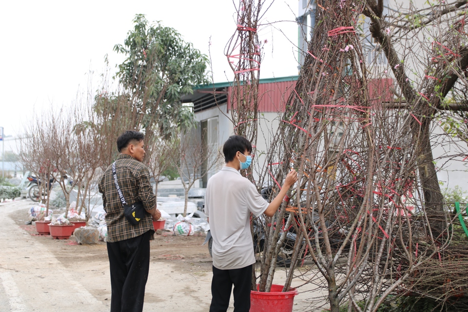 &ldquo;Đ&agrave;o năm nay kh&ocirc;ng được như &yacute; người trồng. Cả vườn đ&agrave;o c&oacute; khi chỉ lấy được v&agrave;i c&acirc;y th&ocirc;i v&igrave; c&oacute; c&acirc;y chưa ra hoa, chưa ra nụ n&ecirc;n ch&uacute;ng t&ocirc;i cũng kh&ocirc;ng đ&aacute;nh gốc hay cắt c&agrave;nh đi b&aacute;n được&rdquo;.