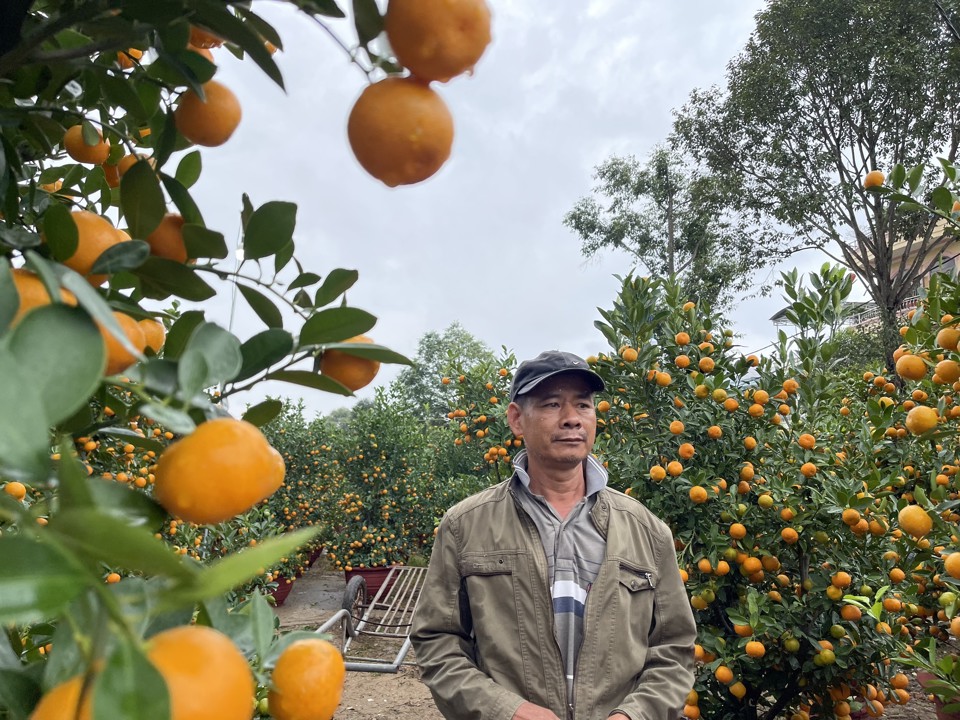 "Năm nay gi&aacute; nhập về tại vườn cao hơn năm ngo&aacute;i, b&igrave;nh qu&acirc;n mỗi chậu quất cao hơn v&agrave;i trăm ngh&igrave;n, nhưng b&aacute;n ra vẫn giữ, kh&ocirc;ng d&aacute;m tăng m&agrave; sức mua vẫn k&eacute;m. B&acirc;y giờ chỉ mong h&ograve;a vốn" - anh Trương Văn Trường (TP Quảng Ng&atilde;i) cho hay.