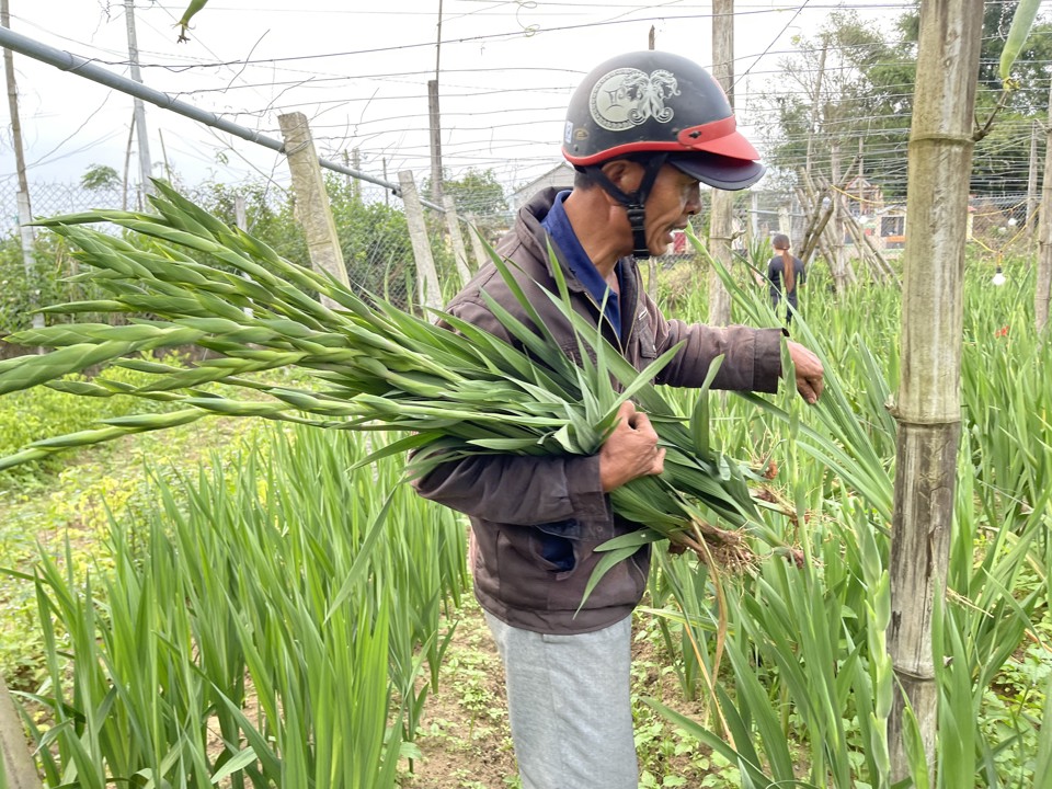 Nhiều n&ocirc;ng d&acirc;n "mất Tết" v&igrave; lay ơn.