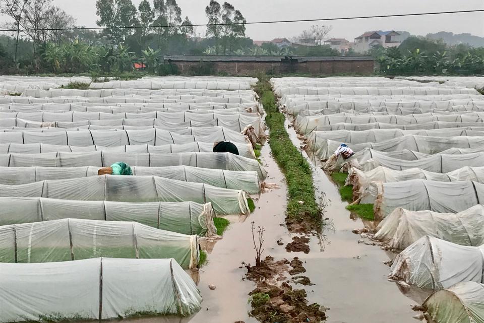 N&ocirc;ng d&acirc;n x&atilde; Vạn Kim (huyện Mỹ Đức) chăm s&oacute;c mạ Xu&acirc;n. Ảnh: &Aacute;nh Ngọc&nbsp;