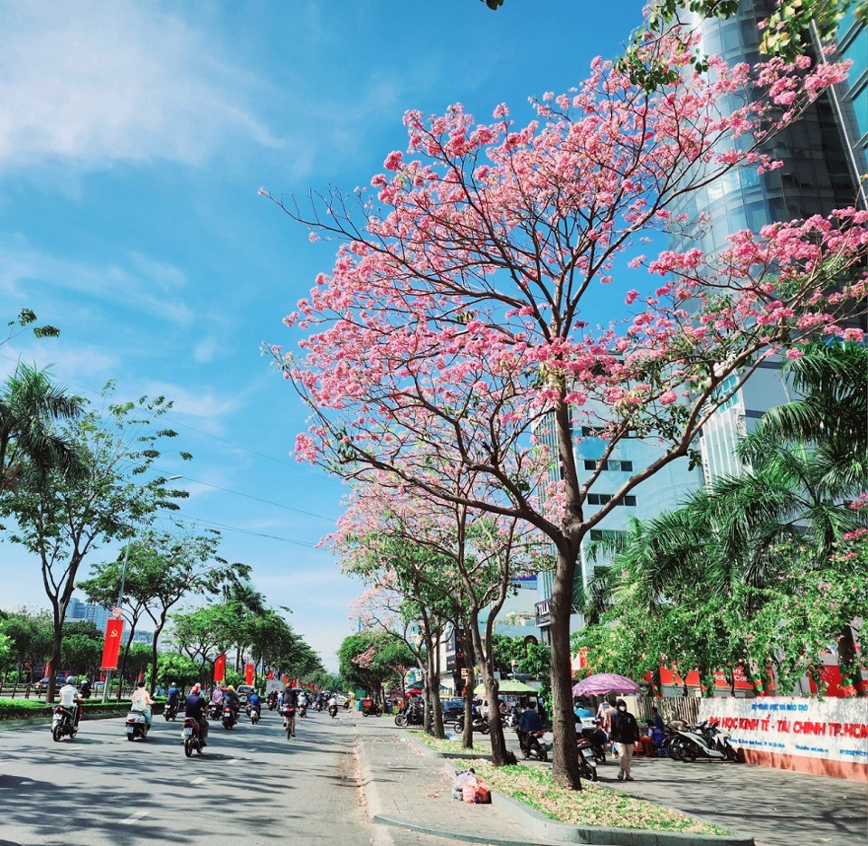 TP Hồ Chí Minh: Nhiều tuyến đường hoa kèn hồng nở sớm “hút hồn” du khách - Ảnh 2