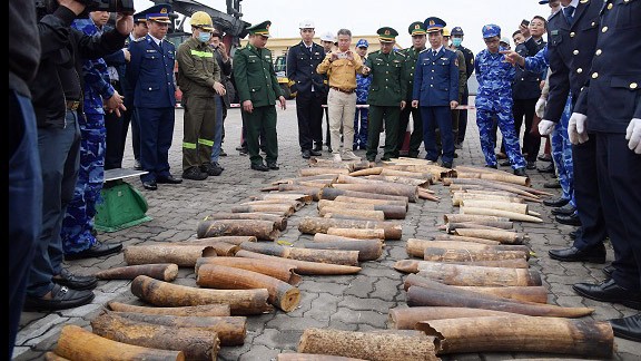 Ph&aacute;t hiện gần 500kg ng&agrave; voi nhập khẩu tr&aacute;i ph&eacute;p từ ch&acirc;u Phi.